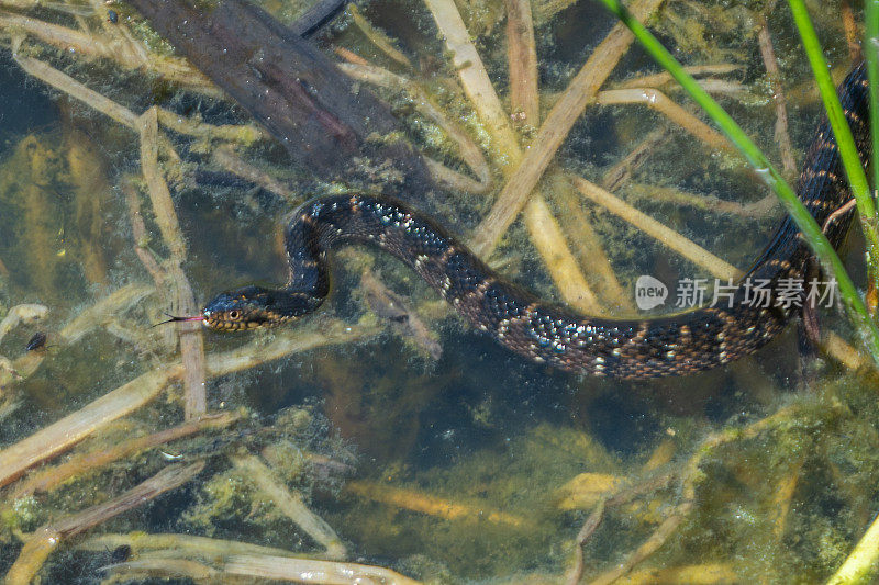 带状水蛇或南方水蛇，(Nerodia fasciata);